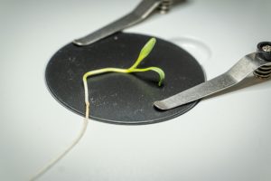 single seedling with measurement implements