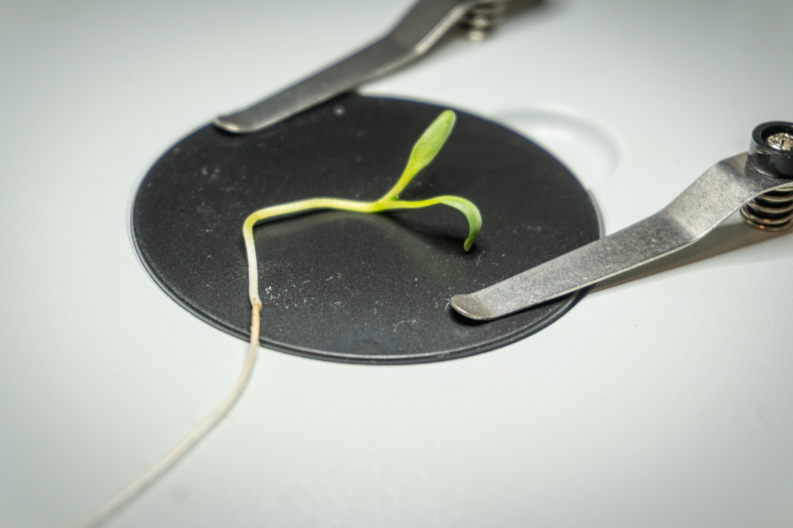 single seedling with measurement implements