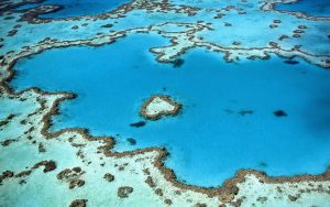 Coral reef
