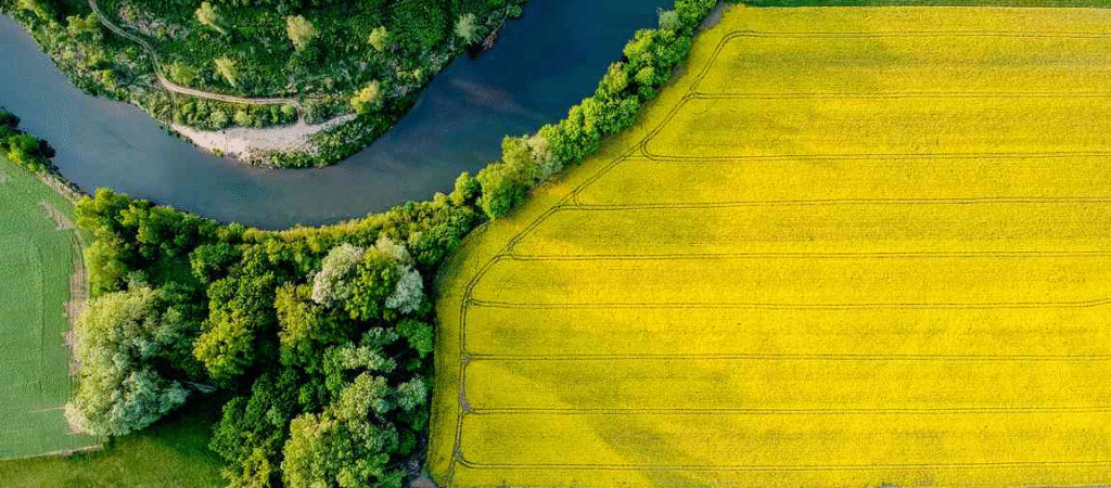 yellow camelina crop in field next to river