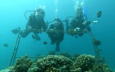 Reef Support solves problems under water that are affecting billions