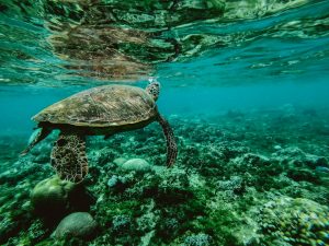 Coral reef turtle